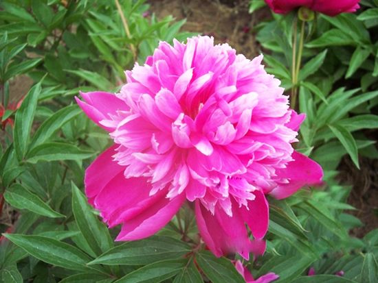 红莲菊
