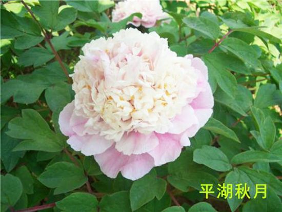 平湖秋月