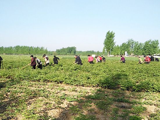 牡丹基地