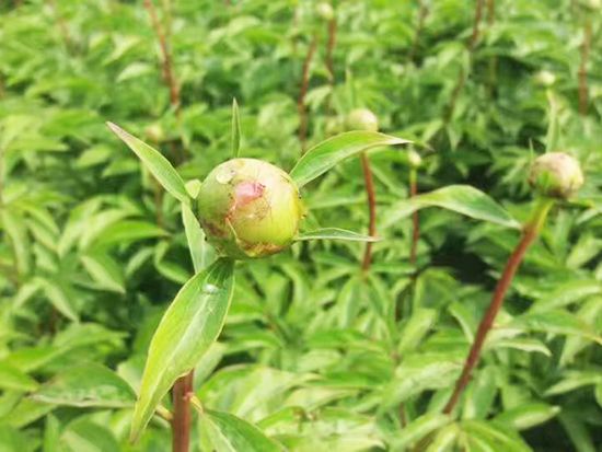 芍药基地