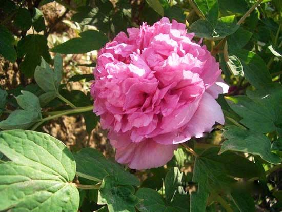 锦帐芙蓉