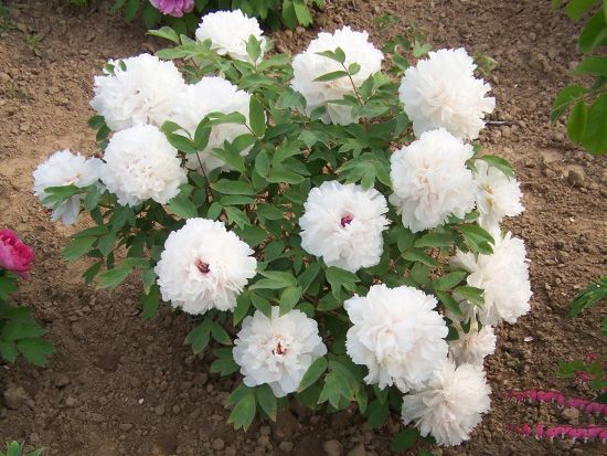 精品牡丹-菏泽盛森花木有限公司,菏泽观赏牡丹苗基地