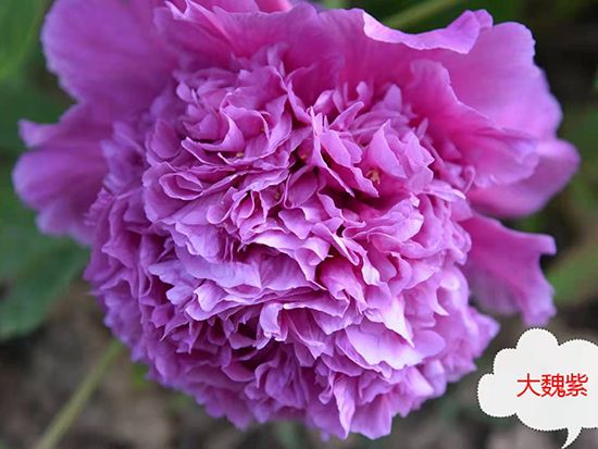 寒蘭-056　469-5H1　大紫宝×力王　苗　交配種 寒蘭-056 469-5H1 大紫宝×力王 苗 交配種 未開花 シラタキ