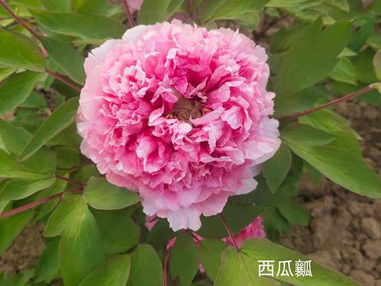 西瓜瓤